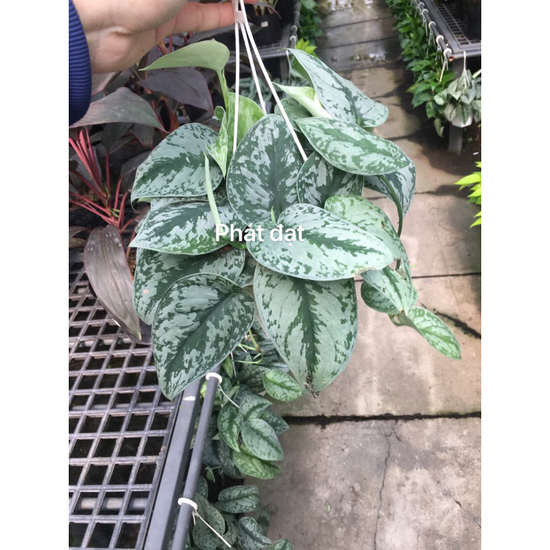 Trầu bà lụa treo