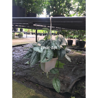 Trầu bà lụa treo