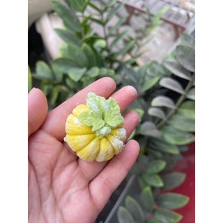 khuôn trái bí 6cm , lá bí
