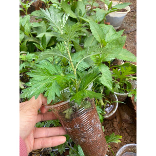 Combo 10cây giống ngải cứu