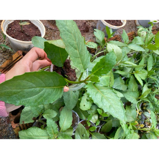 Combo 10cây rau bầu đất