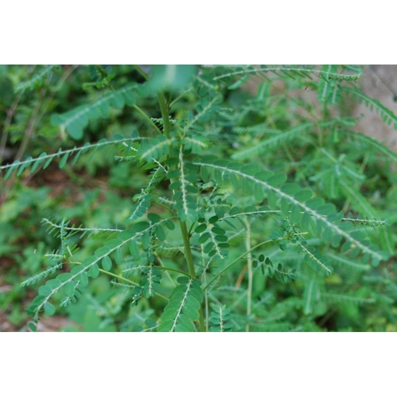 Cây chó đẻ / diệp hạ châu (500g tươi, chỉ giao TPHCM)