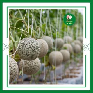 Hạt giống dưa lưới ruột vàng ngọt thơm cho sai trái