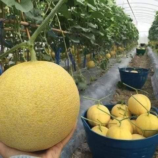 Hạt giống dưa lưới vàng 200 hạt