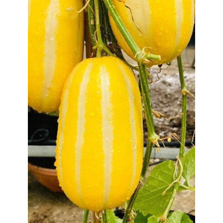 Hạt giống dưa lê hàn quốc