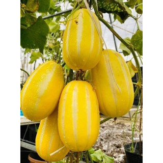 Hạt giống dưa lê hàn quốc