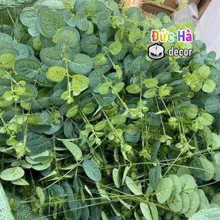 Cành lá táo rời, cắm điểm hoa lụa, hoa handmade, trang trí phòng