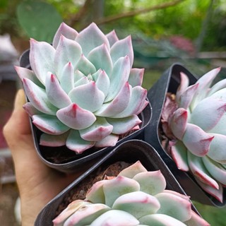 Sale 50%- sen đá chim xanh rất đẹp chậu 6cm.