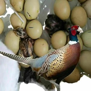 Trứng Chim Trĩ để ấp nở Combo 20 quả( tỷ lệ có phôi cao)