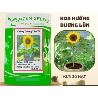 HẠT GIỐNG HOA HƯỚNG DƯƠNG LÙN VÀNG GÓI 30 HẠT