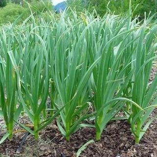 HẠT GIỐNG RAU HẸ TA  5gr