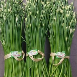 Hạt giống rau Hẹ Bông ( hẹ ngồng )