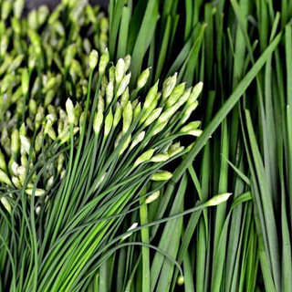 Hạt giống rau Hẹ Bông ( hẹ ngồng )