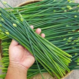 Hạt giống rau Hẹ Bông ( hẹ ngồng )