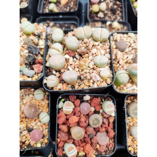 Chậu sen mông, sen lithop, thạch lan, chậu trồng 5cm có 7 đến 8 cây, bảo hành 1 đổi 1