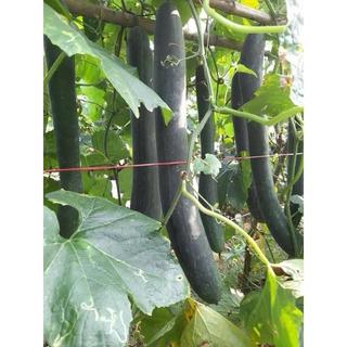 GÓI 20 HẠT GIỐNG BÍ ĐAO XANH DÀI