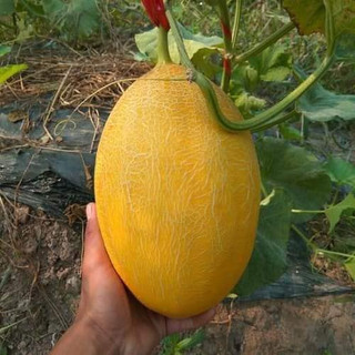 HẠT GIỐNG DƯA LƯỚI VÀNG (10 hạt)