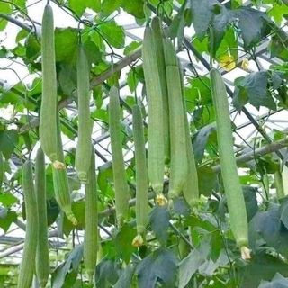 Hạt giống mướp hương tứ thì siêu trái