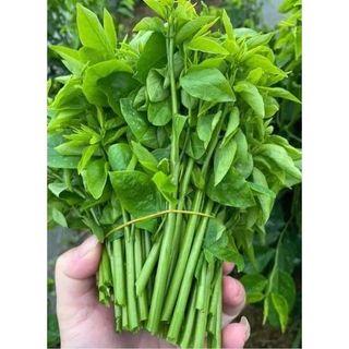 hạt giống Rau Ngót siêu lá