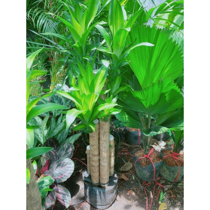 Phát Tài Bộ 5 Thân Cao 1m
