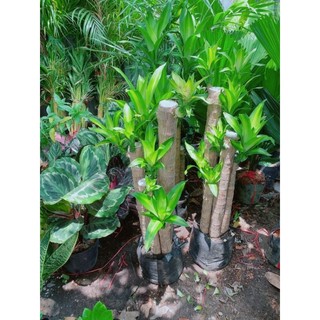 Phát Tài Bộ 5 Thân Cao 1m