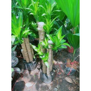 Phát Tài Bộ 5 Thân Cao 1m
