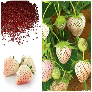 HẠT GIỐNG DÂU TÂY TRẮNG 100 HẠT