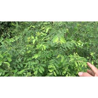 Cây phèn đen - cây mực khô 1 ký