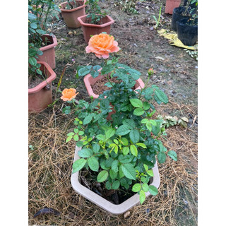 Chậu hoa hồng tezza cam cá hồi