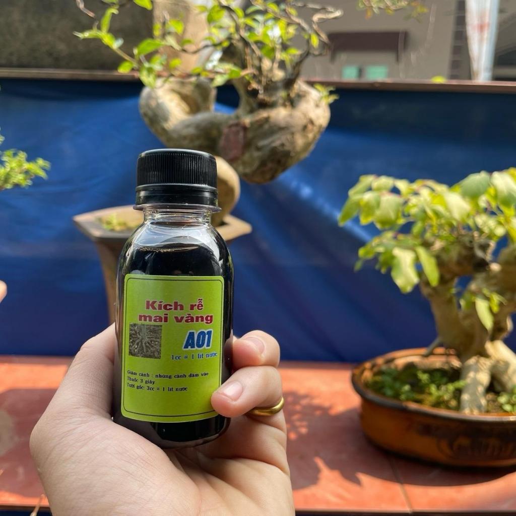 siêu kích rễ A01 Sắp - đế