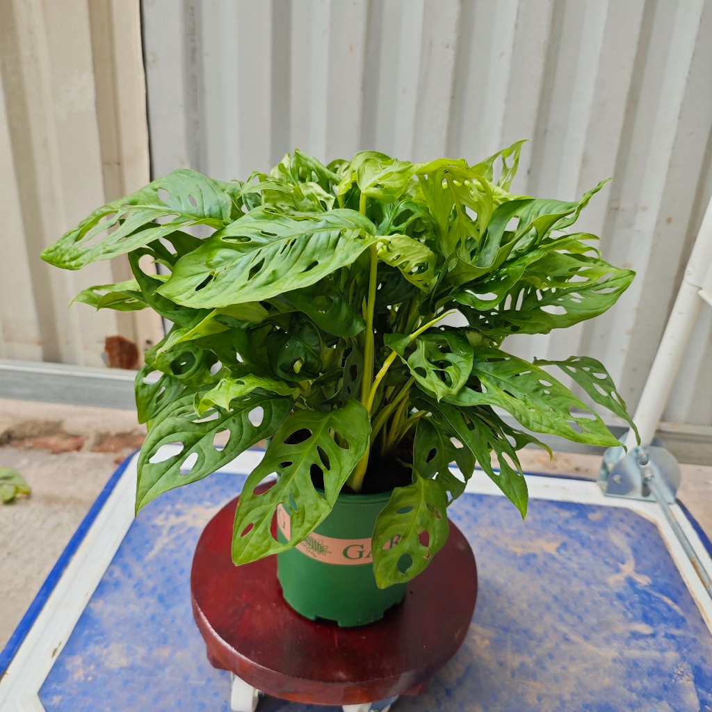 Trầu bà lá rách ( trầu bà lỗ)