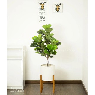 Cây bàng giả - Cây bàng Singapore giả trang trí văn phòng, decor nhà cửa đẹp tự nhiên giống hệt cây thật
