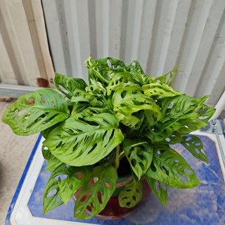 Trầu bà lá rách ( trầu bà lỗ)