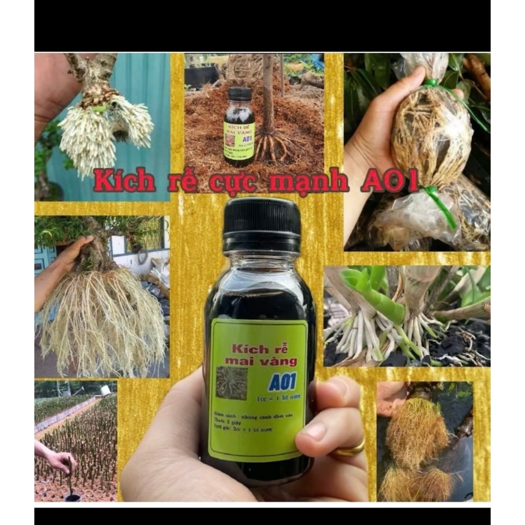 kích rễ A01 sắp - đế