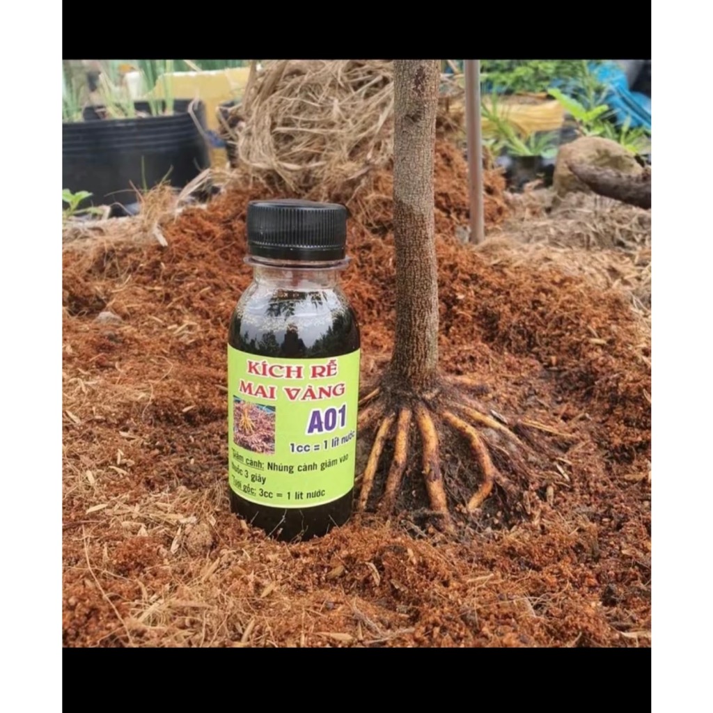 kích rễ A01 sắp - đế