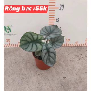 Cây Rồng Bạc - Alocasia Silver Dragon
