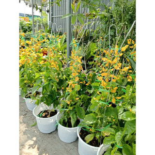 Chậu treo lan Hoàng Dương