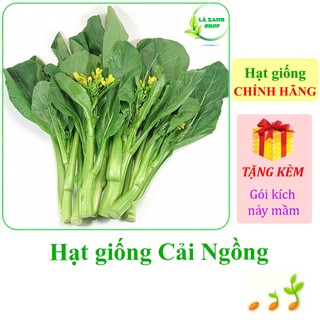 Hạt giống Cải ngồng Rado 55 - Hàng chính hãng