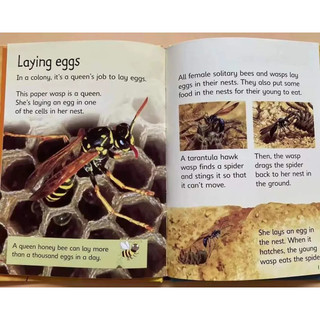 Sách - Usborne Beginners Nature (bộ 10 cuốn bìa cứng)
