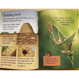 Sách - Usborne Beginners Nature (bộ 10 cuốn bìa cứng)