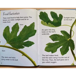 Sách - Usborne Beginners Nature (bộ 10 cuốn bìa cứng)