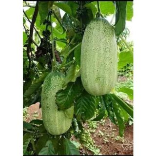 Hạt giống dưa chuột khổng lồ siêu quả