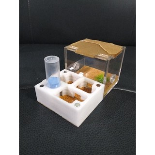 Tank kiến N5, tank nằm - Hoài Nam Pet