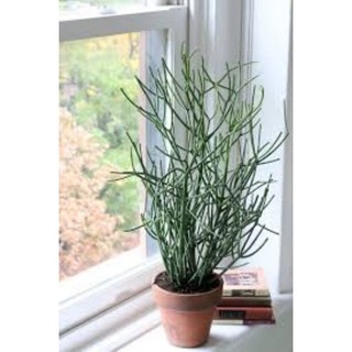 Cây giao - cây xương cá làm cảnh, cây dược liệu