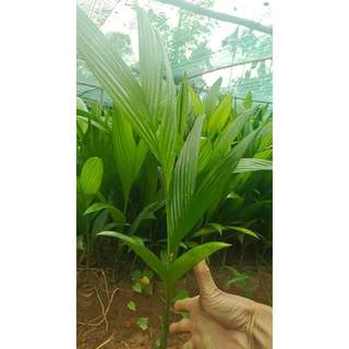 Cây giống cau trái dài