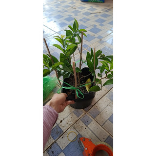 Cây Hoa Lài Nhật, Nhài Nhật (hoa chuyển màu)( cây bán như hình 3-4)
