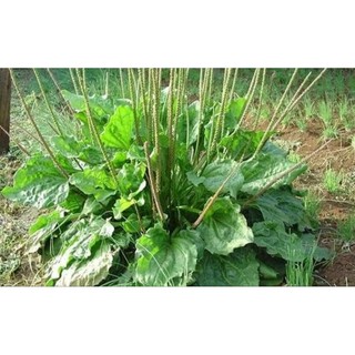 500gr cây mã đề khô nguyên chất _ dược liệu hòa bình