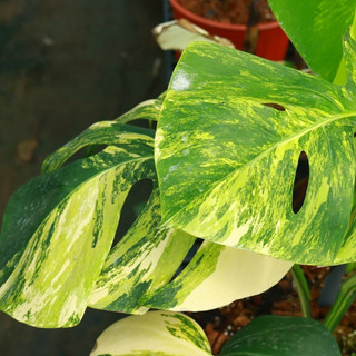 Monstera Borsigiana Var Aurea Tricolor
