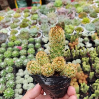 Xương rồng mắc áo, xương rồng thạch trụ thiên gai đỏ, bầu cây mini, bảo hành 1 đổi 1