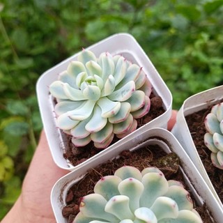 Sale++ Sen Đá Minama Var  - Sen Đá Đột Biến.